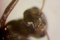 IMG_9873 Ameisenportal.JPG (343.65 KiB) 180843-mal betrachtet IMG_9873 Ameisenportal.JPG