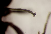 IMG_9938 Ameisenforum.JPG (328.76 KiB) 180841-mal betrachtet IMG_9938 Ameisenforum.JPG