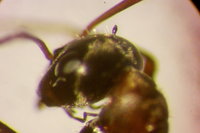 IMG_9935 Ameisenportal.JPG (373.39 KiB) 181625-mal betrachtet IMG_9935 Ameisenportal.JPG