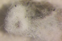 IMG_0288 Ameisenportal.JPG (350.47 KiB) 72547-mal betrachtet IMG_0288 Ameisenportal.JPG