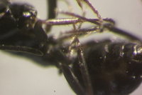 IMG_9856 Ameisenportal.JPG (369.85 KiB) 72550-mal betrachtet IMG_9856 Ameisenportal.JPG