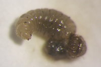 IMG_0266 Ameisenportal.JPG (338.94 KiB) 72542-mal betrachtet IMG_0266 Ameisenportal.JPG