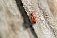 IMG_0779 Ameisenportal.JPG (395.61 KiB) 86964-mal betrachtet IMG_0779 Ameisenportal.JPG