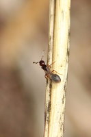 IMG_1124.JPG (286.83 KiB) 86021-mal betrachtet IMG_1124.JPG