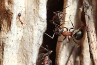 IMG_1081.JPG (880.69 KiB) 86978-mal betrachtet IMG_1081.JPG