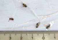 3-Rätsel_0839.jpg (966.46 KiB) 90654-mal betrachtet 3-Rätsel_0839.jpg