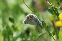 Lysandra cf coridon2.JPG