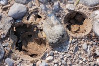 _MG_9729.JPG (909.65 KiB) 21841-mal betrachtet _MG_9729.JPG