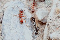 _MG_9756.JPG (368.24 KiB) 21837-mal betrachtet _MG_9756.JPG