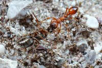 _MG_9797.JPG (498.94 KiB) 21841-mal betrachtet _MG_9797.JPG