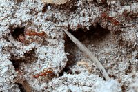 _MG_9746.JPG (758.88 KiB) 21841-mal betrachtet _MG_9746.JPG