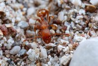 _MG_9763a.jpg (399.88 KiB) 21841-mal betrachtet _MG_9763a.jpg