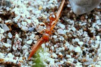 _MG_9765a.jpg (467.13 KiB) 21837-mal betrachtet _MG_9765a.jpg