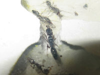 Odontomachus haematodus Gyne.JPG (410.94 KiB) 105760-mal betrachtet Odontomachus haematodus Gyne.JPG