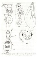 aatratulus01.jpg