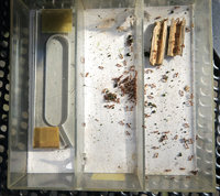 2-T.aff._1300.jpg (902.74 KiB) 54253-mal betrachtet 2-T.aff._1300.jpg