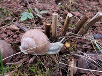 1-Helix-IMG_1328.jpg (983.58 KiB) 110163-mal betrachtet 1-Helix-IMG_1328.jpg