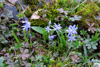 3-Scilla-IMG_1331_1.jpg (975.41 KiB) 111653-mal betrachtet 3-Scilla-IMG_1331_1.jpg