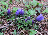 4-Pulsatille-IMG_1332_1.jpg (955.97 KiB) 110168-mal betrachtet 4-Pulsatille-IMG_1332_1.jpg