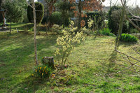 5-Hamamelis_1324_1.jpg (966.2 KiB) 111653-mal betrachtet 5-Hamamelis_1324_1.jpg