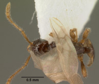 Teleutomyrmex_schneideri_casent0101582_dorsal_1.jpg