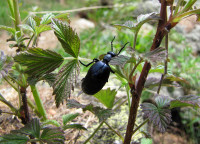 Meloe_0141.jpg (942.44 KiB) 104782-mal betrachtet Meloe_0141.jpg