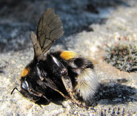 Hummel.jpeg (126.18 KiB) 110338-mal betrachtet Hummel.jpeg