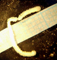 Sphaerularia.jpeg (108.81 KiB) 111328-mal betrachtet Sphaerularia.jpeg